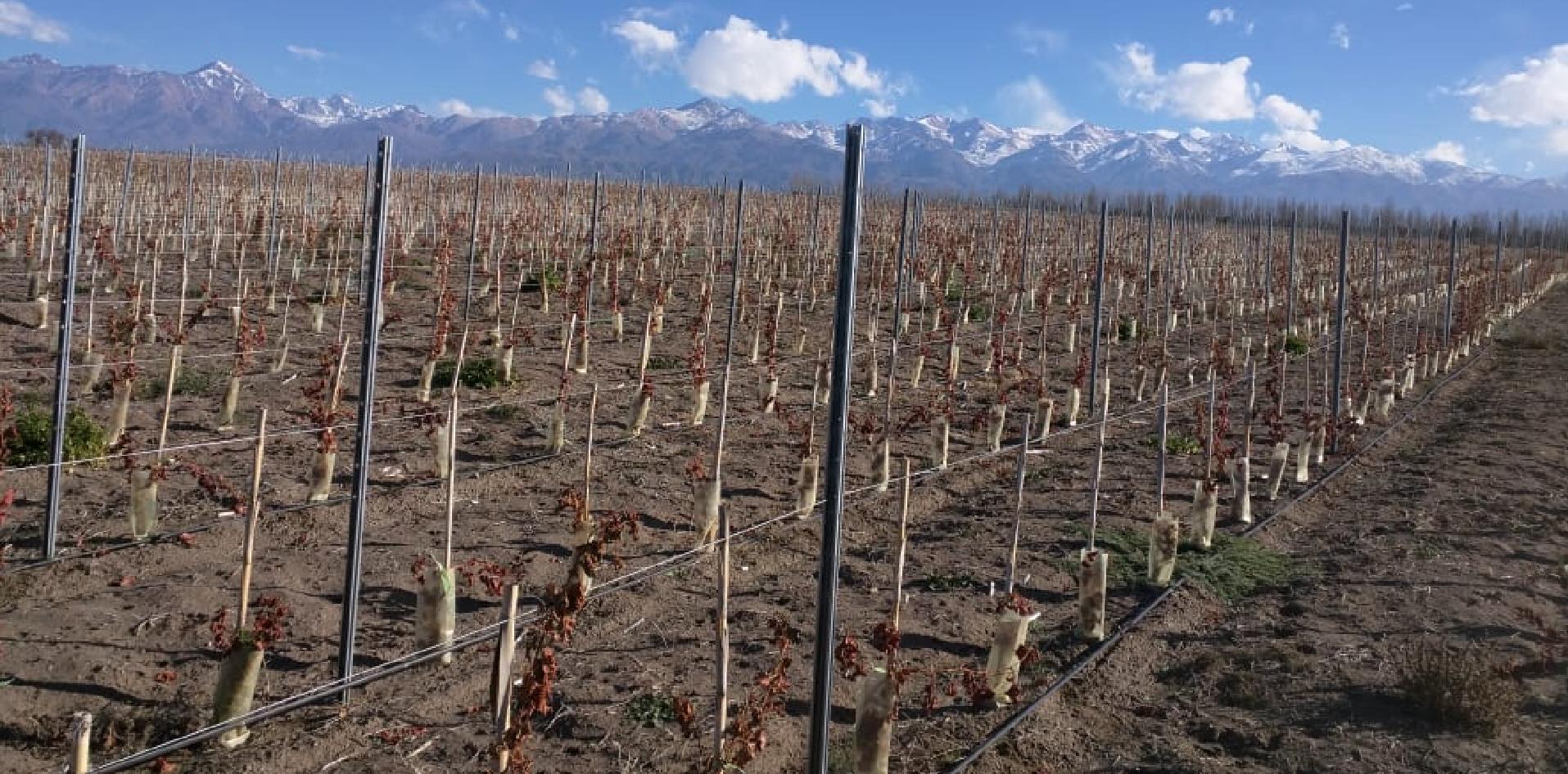Postes de zinc para vitivinicultura; INTI Mendoza