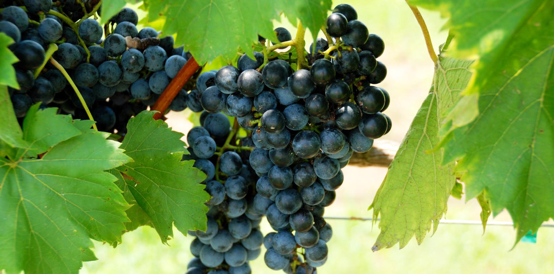 microvinificación, INTI, degustación de vinos
