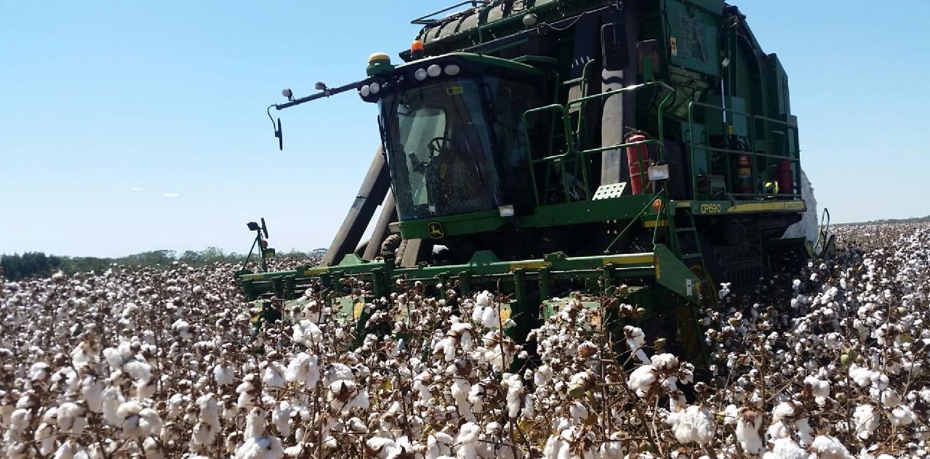 plantación algodón nacional misión Brasil Mato Grosso INTI