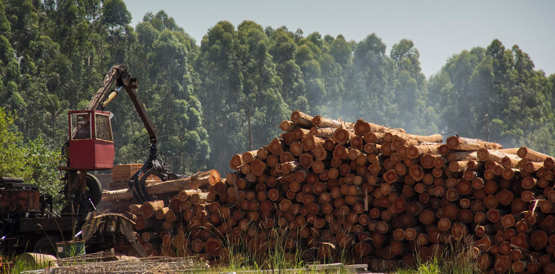 encuesta análisis económico maderas muebles argentina industria sector INTI FAIMA